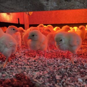 Day Old Cornish Cross Chicks