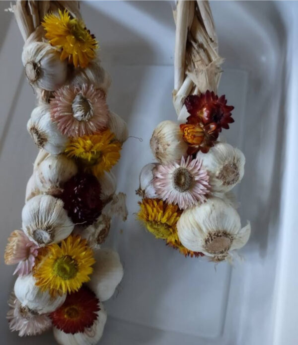 Garlic Braids