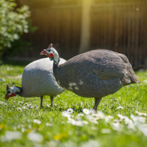 Two guinea fowl standing in a sunlit grassy yard with white daisies and a wooden fence in the background, capturing a rural outdoor scene.