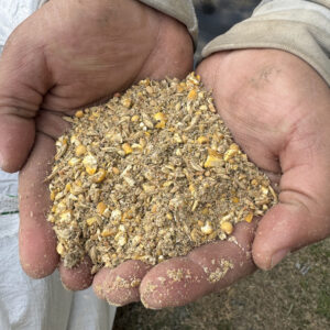 Two dirty hands cupping a handful of crushed grain and corn kernels in dried feed material.