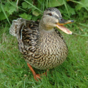 Brown speckled duck standing on green grass with orange legs, beak open as if quacking