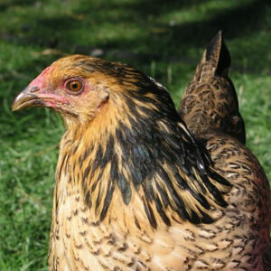 Close-up of a golden-brown hen with red face and brown-speckled plumage outdoors in a grassy yard.
