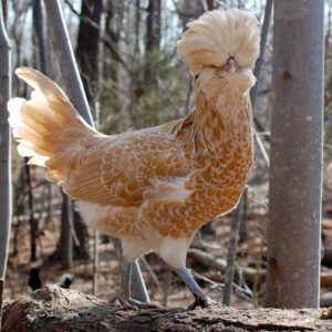 Crested rooster standing on a log in a wooded farm yard.