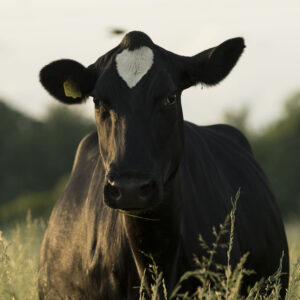 Close-up of a black cow with a white blaze on its forehead standing in a sunlit grassy field, with a yellow ear tag visible in one ear.