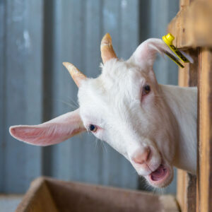 White goat leaning out of a barn stall with a yellow ear tag labeled '200' and mouth slightly open.
