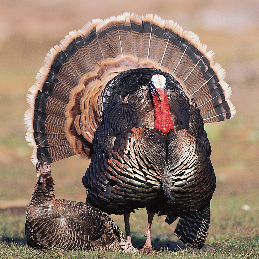 Male wild turkey with a fully fanned tail, iridescent black-brown plumage and red head, standing on grass with a smaller hen nearby.